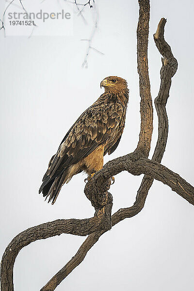 Nahaufnahme eines Waldadlers (Aquila rapax)  der den Kopf dreht und hinausschaut  während er auf einem verdrehten Ast im Chobe-Nationalpark steht; Chobe  Botswana