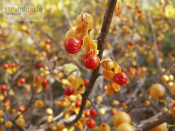 Bittersüße Pflanze mit roten Beeren