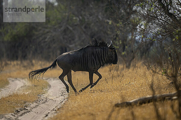 Streifengnus (Connochaetes taurinus) galoppiert über die Strecke in der Savanne im Chobe-Nationalpark; Chobe  Botswana