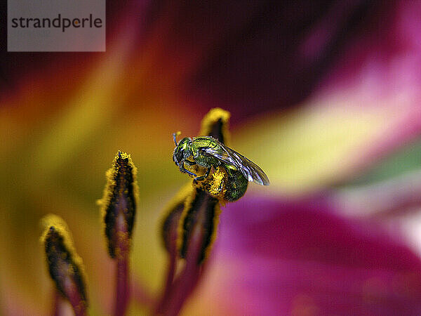 Augochlora Metallic Biene sammelt Pollen von einem Lilienstaubblatt; North Carolina  Vereinigte Staaten von Amerika