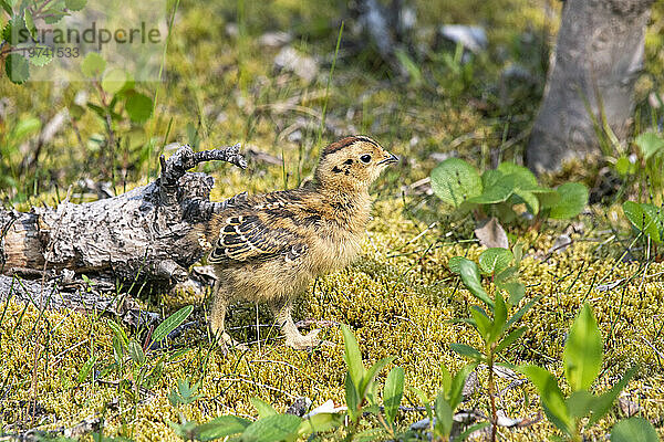 Weidenschneehuhn-Küken (Lagopus lagopus)  Staatsvogel Alaskas  steht auf moosigem Boden entlang des Savage River Loop Trail im Denali-Nationalpark; Denali-Nationalpark  Alaska  Vereinigte Staaten von Amerika