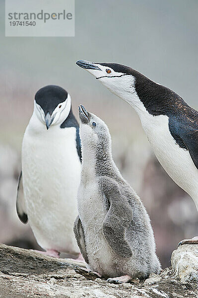 Zügelpinguine (Pygoscelis antarcticus) und ihr Küken am Nest; Antarktis