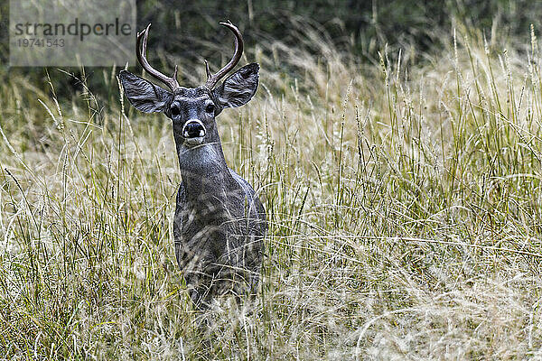 Weißwedelhirsch (Odocoileus virginianus couesi) Bock steht im hohen Gras im Cave Creek Canyon der Chiricahua Mountains  Südost-Arizona  USA; Portal  Arizona  Vereinigte Staaten von Amerika