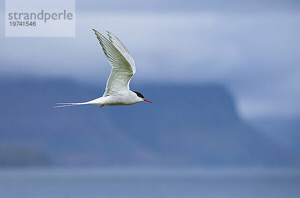 Küstenseeschwalbe (Sterna paradisaea) im Flug über der Insel Vigur in der Bucht von Isafjördur; Island