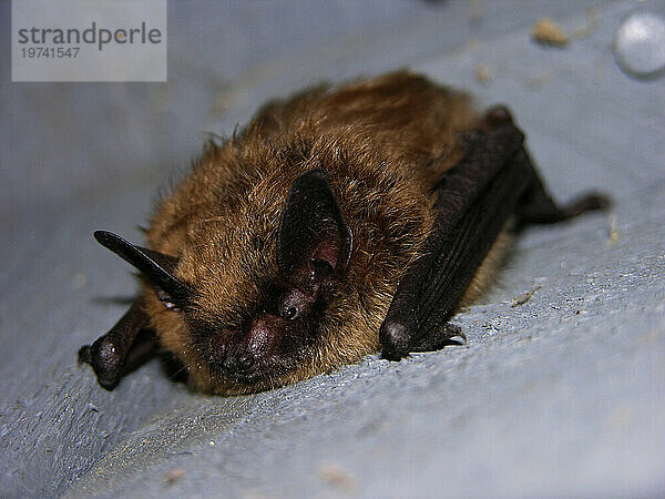 Nahaufnahme einer Abendfledermaus (Nycticeius humeralis); North Carolina  Vereinigte Staaten von Amerika