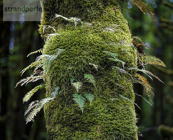 Farne und Moos wachsen aus dem Stamm eines großblättrigen Ahornbaums im feuchten Westen Washingtons  USA; Washington  Vereinigte Staaten von Amerika