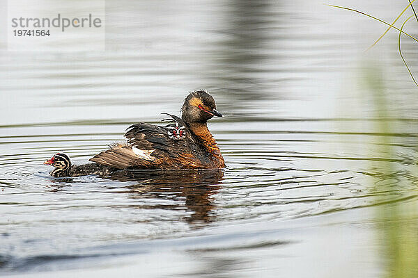 Gehörnter Haubentaucher (Podiceps auritus) mit einem Küken  das auf dem Rücken reitet  und einem anderen  der ihm folgt  der in einem Teich auf dem Fairbanks-Campus der University of Alaska schwimmt; Fairbanks  Alaska  Vereinigte Staaten von Amerika