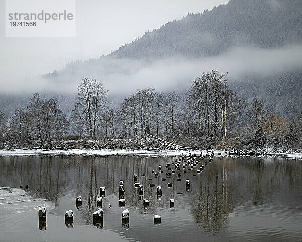 Kaipfosten tauchen aus dem stillen Wasser auf  das ein Spiegelbild der grauen  winterlichen Landschaft des McDonald Parks an einem Schneetag widerspiegelt; Abbotsford  British Columbia  Kanada