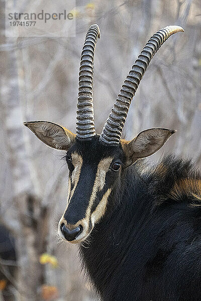 Nahaufnahme einer Rappenantilope (Hippotragus niger)  die sich im Chobe-Nationalpark der Kamera zuwendet; Chobe  Botswana