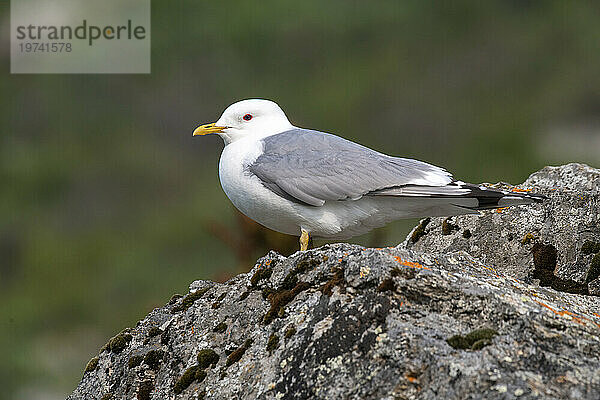 Kurzschnabelmöwe (Larus brachyrhynchus)  früher Sturmmöwe  entlang des Savage River Loop Trail im Denali-Nationalpark  Alaska  USA; Alaska  Vereinigte Staaten von Amerika