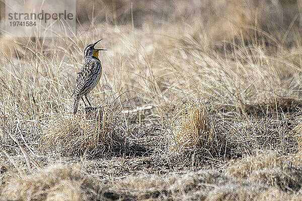 Westliche Wiesenlerche (Sturnella Neglecta) singt  während sie auf einem Grasbüschel im Rocky Mountain Arsenal National Wildlife Refuge  Colorado  USA sitzt; Colorado  Vereinigte Staaten von Amerika