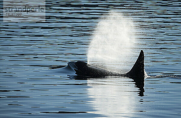 Die Rückenflosse eines Schwertwals oder Killerwals (Orcinus orca) durchbricht die Oberfläche des ruhigen Wassers  während eine Nebelwolke aus dem Blasloch die Luft füllt  im Behm-Kanal in der Nähe von Ketchikan; Ketchikan  Inside Passage  Alaska  Vereinigte Staaten von Amerika