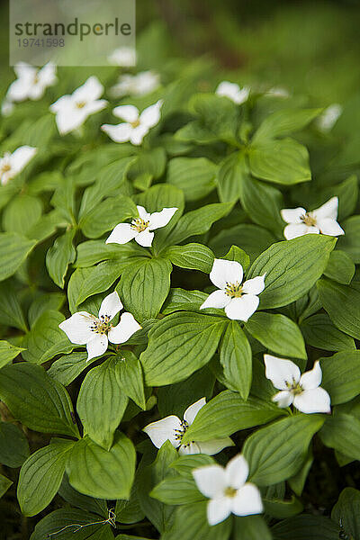 Nahaufnahme einer blühenden kanadischen Bunchberry-Pflanze  einer blühenden Pflanzenart aus der Familie der Cornaceae-Hartriegel  die in Ostasien beheimatet ist und auch in Alaska vorkommt; Alaska  Vereinigte Staaten von Amerika