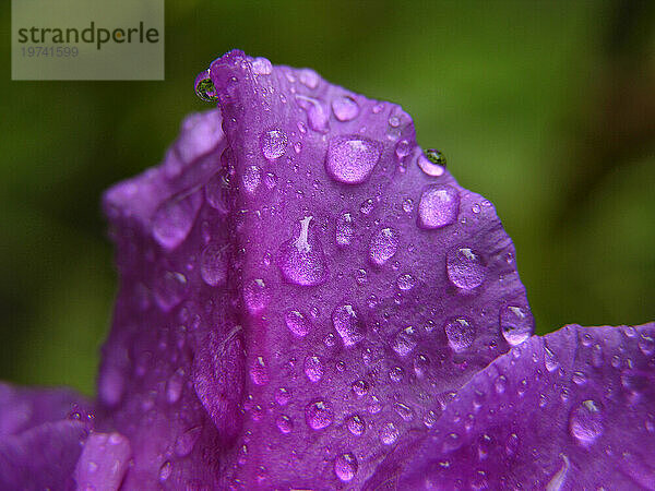 Regentropfen auf einer violetten Irisblüte; North Carolina  Vereinigte Staaten von Amerika