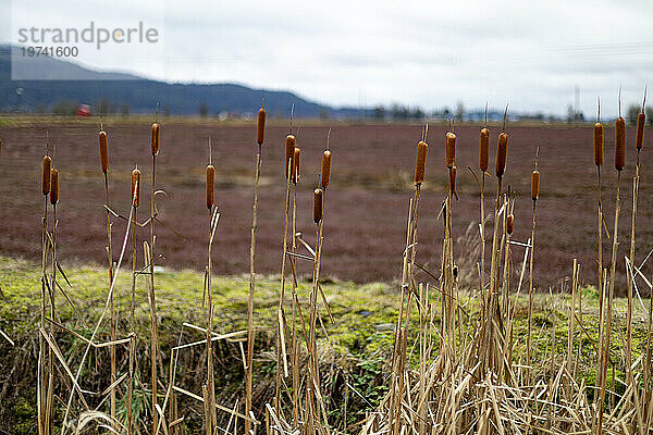 Binsen (Typha) am Rande der Preiselbeerfelder in Pitt Meadows; Pitt Meadows  British Columbia  Kanada