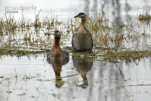 Nahaufnahme eines Paars paarender Rothalstaucher (Podiceps grisegena)  die nahe der Küste in der Nähe des 108 Mile Heritage House am Cariboo Highway in British Columbia schwimmen; British Columbia  Kanada