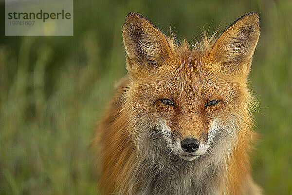 Nahaufnahmeporträt eines Rotfuchses (Vulpes vulpes); Whitehorse  Yukon  Kanada