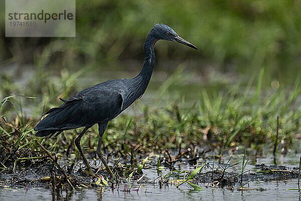 Porträt eines schwarzen Reihers (Egretta ardesiaca)  der in den grasbewachsenen Untiefen des Chobe-Nationalparks starrt; Chobe  Botswana