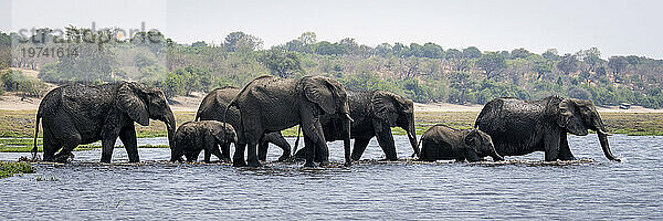 Panorama einer Herde afrikanischer Buschelefanten (Loxodonta africana)  die im Wasser einen Fluss im Chobe-Nationalpark überquert; Chobe  Botswana