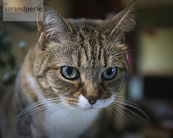 Nahaufnahme einer starrenden getigerten Katze