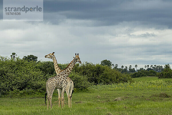Male and female giraffe on the plains of the Okavango Delta; Okavango Delta  Botswana