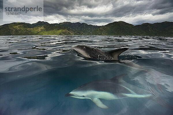 Schwarzer Delfin (Lagenorhynchus obscurus) schwimmt in den Gewässern vor der Küste Neuseelands bei Kaikoura; Südinsel  Neuseeland