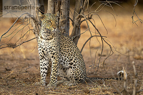 Porträt eines Leoparden (Panthera pardus)  der auf sandigem Boden neben einem toten Baum sitzt und im Chobe-Nationalpark rechts abbiegt; Chobe  Botswana