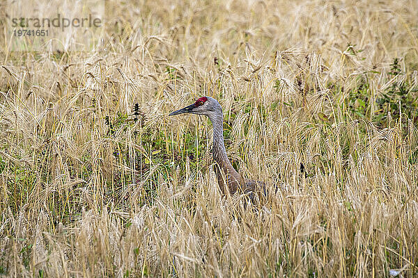 Kanadakranich (Antigone canadensis) steht auf einem Feld mit hohem Gras im Creamer's Field Migratory Waterfowl Refuge in Fairbanks; Fairbanks  Alaska  Vereinigte Staaten von Amerika