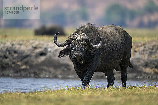 Porträt eines Kapbüffels (Syncerus caffer caffer)  der am Flussufer entlang spaziert und die Kamera im Chobe-Nationalpark beobachtet; Chobe  Bostwana