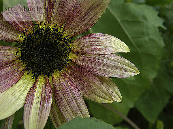 Nahaufnahme einer roten Sonnenblumenblüte (Helianthus sp.); North Carolina  Vereinigte Staaten von Amerika