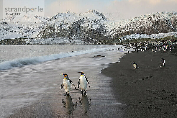 Königspinguine (Aptenodytes patagonicus) am Strand von Gold Harbor auf South Georgia Island; Insel Südgeorgien