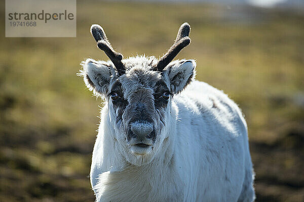 Rentier (Rangifer tarandus) in der Tundra in Norwegen; Edgeoya  Spitzbergen  Norwegen