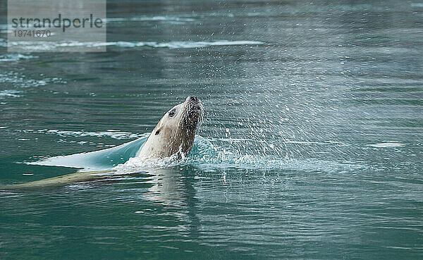 Steller-Seelöwe (Eumetopias jubata) schwimmt um die Indischen Inseln  Inside Passage  Alaska  USA; Alaska  Vereinigte Staaten von Amerika