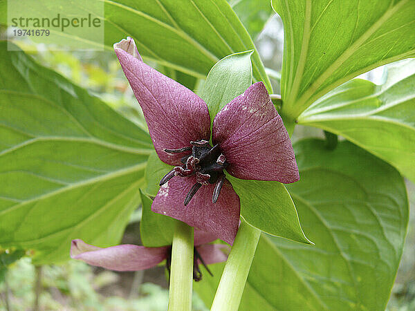 Nahaufnahme eines blühenden Roten Trilliums (Trillium erectum).