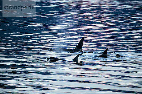 Eine Gruppe von Killerwalen oder Orcas (Orcinus orca)  die auf der Oberfläche des ruhigen  gewellten blauen Meerwassers schwimmen und aus deren Atem Nebel aufsteigt  im Frederick Sound  Inside Passage  Alaska  USA; Alaska  Vereinigte Staaten von Amerika