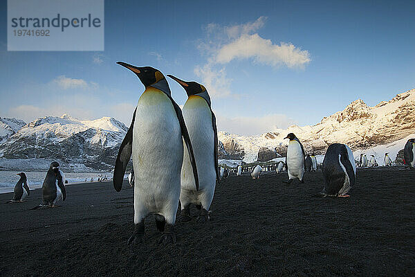 Königspinguine (Aptenodytes patagonicus) am Strand von Gold Harbor auf South Georgia Island; Insel Südgeorgien