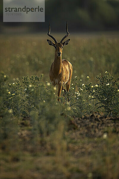 Nahaufnahme eines männlichen Impalas (Aepyceros melampus)  der zwischen wilden Blumen in der Savanne steht und im Chobe-Nationalpark in die Kamera starrt; Chobe  Bostwana