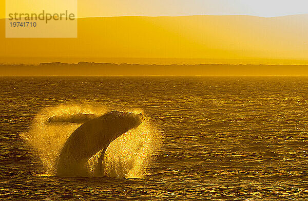 Durchbrechender Buckelwal (Megaptera novaeangliae) im Meer von Cortez bei Sonnenuntergang; Baja California  Mexiko