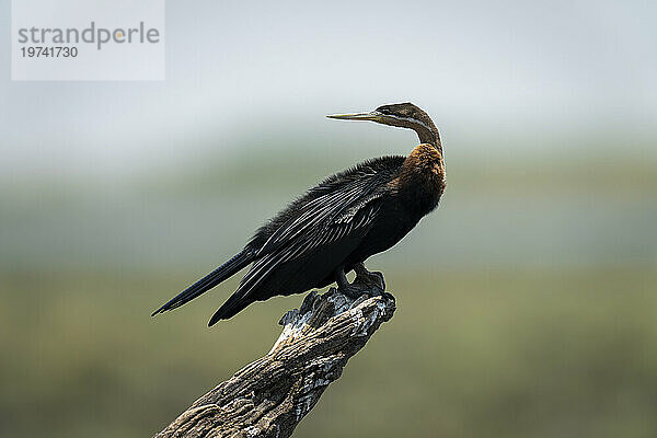 Porträt eines Afrikanischen Schlangenhalsvogels (Anhinga rufa) im Profil  der auf einem toten  mit Guano befleckten Baumstamm thront und über seine Schulter im Chobe-Nationalpark zurückblickt; Chobe  Botswana