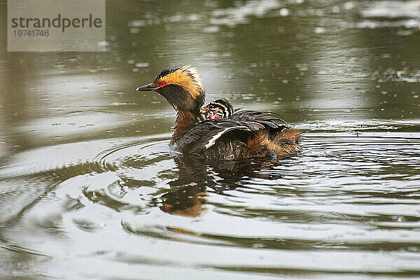 Gehörnter Haubentaucher (Podiceps auritus) mit auf dem Rücken reitenden Küken beim Schwimmen in einem Teich auf dem Campus der University of Alaska Fairbanks; Fairbanks  Alaska  Vereinigte Staaten von Amerika