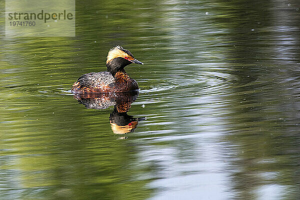 Gehörnter Haubentaucher (Podiceps auritus) schwimmt in einem Teich auf dem Campus der University of Alaska Fairbanks; Fairbanks  Alaska  Vereinigte Staaten von Amerika