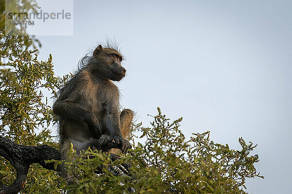 Porträt eines Chacma-Pavians (Papio ursinus)  der auf einem Baum sitzt und vor einem blauen Himmel im Chobe-Nationalpark blickt; Chobe  Botswana