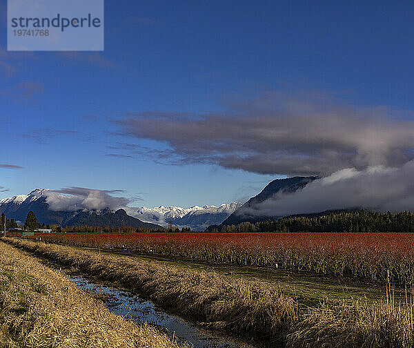 Dramatischer malerischer Blick auf die roten Zweige der Blaubeersträucher bei Pitt Meadows mit den Bergen in der Ferne; Pitt Meadows  British Columbia  Kanada