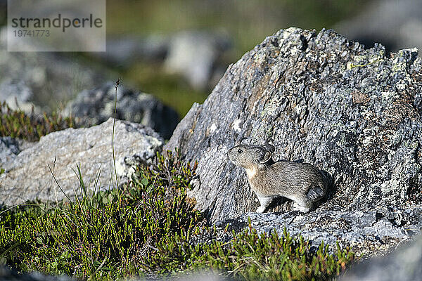 Halsband-Pika (Ochotona Collaris) in den Felsen entlang des Savage Alpine Trail im Denali-Nationalpark  Alaska  USA; Alaska  Vereinigte Staaten von Amerika