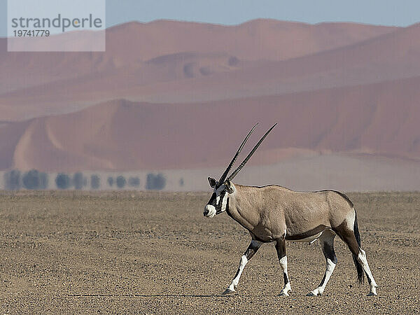 Gemsbock-Antilope (Oryx gazella) spaziert in der Wüste im Namib-Naukluft-Park; Sossusvlei  Namibia