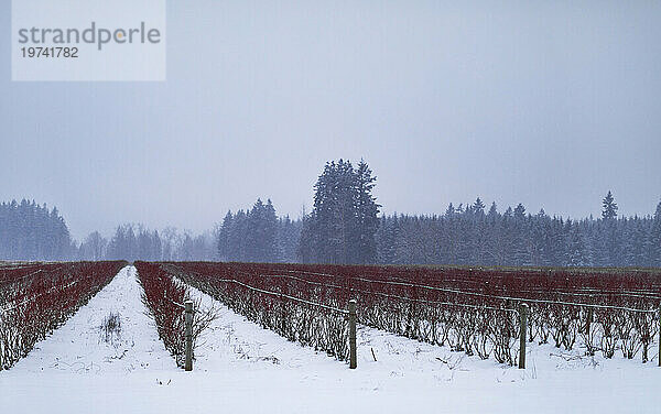 Malerischer Blick auf winterliche Felder mit Reihen kahler Beerensträucher mit Silhouetten von Bäumen im Hintergrund und einem grauen Himmel an einem Schneetag; Langley  British Columbia  Kanada