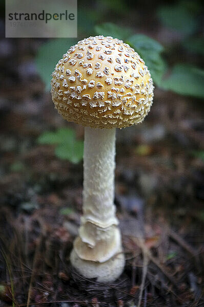 Nahaufnahme eines Amanita-Pilzes