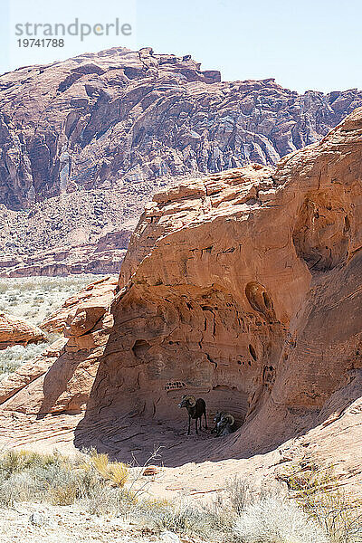 Großes Wüsten-Dickhornschaf (Ovis canadensis nelsoni) schläft im Schatten einer flachen Höhle in den roten Felsklippen des Valley of Fire State Park  Nevada  USA; Nevada  Vereinigte Staaten von Amerika