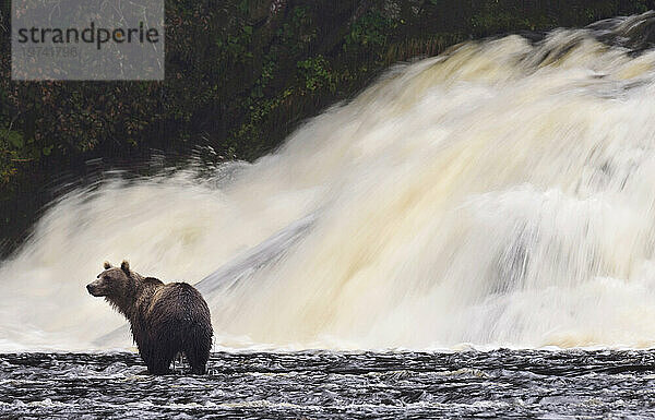 Braunbär (Ursus arctos) beim Angeln am Fuße eines Wasserfalls im Pavlov Harbor State Marine Park  Pavlof Harbor  Inside Passage  Alaska  USA; Alaska  Vereinigte Staaten von Amerika