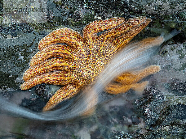 Nahansicht eines Seesterns bei Ebbe; Greymouth  Südinsel  Neuseeland